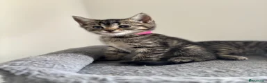 🩷American Shorthair Kitten 6