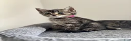 American Shorthair cats for sale: 🌟Kittens Ready for 4ever Home🌟 - Advert 14