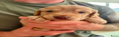 Cocker Spaniel 2