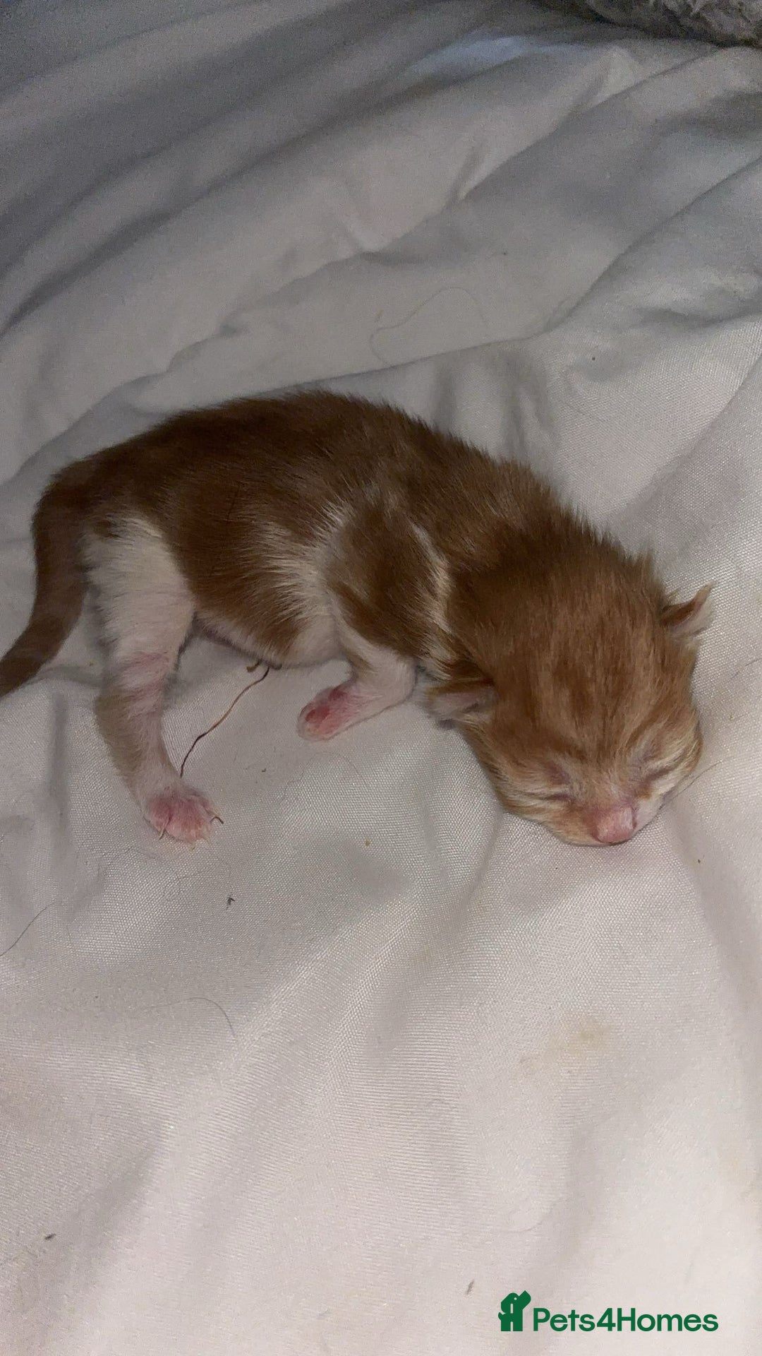 Mixed Breed cats for sale: 3x Kittens  - Advert 3