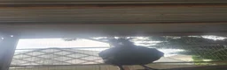 Chickens poultry for sale: 2 serama roosters  in Grimsby - Advert 7