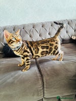 Bengal cats 😻GORGEOUS PURE BEGAL FEMALE😻 - Advert 1