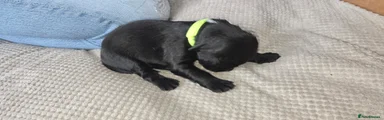 Cain
