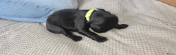 Sprocker dogs for sale: Sprocker puppies  - Advert 13