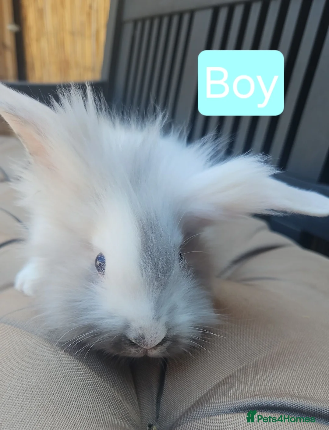 Lionhead rabbits for sale: Last Lionhead baby needs a home male - Advert 2
