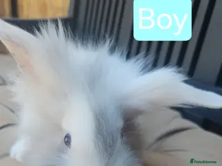 Lionhead rabbits Lionhead babies - Advert 8