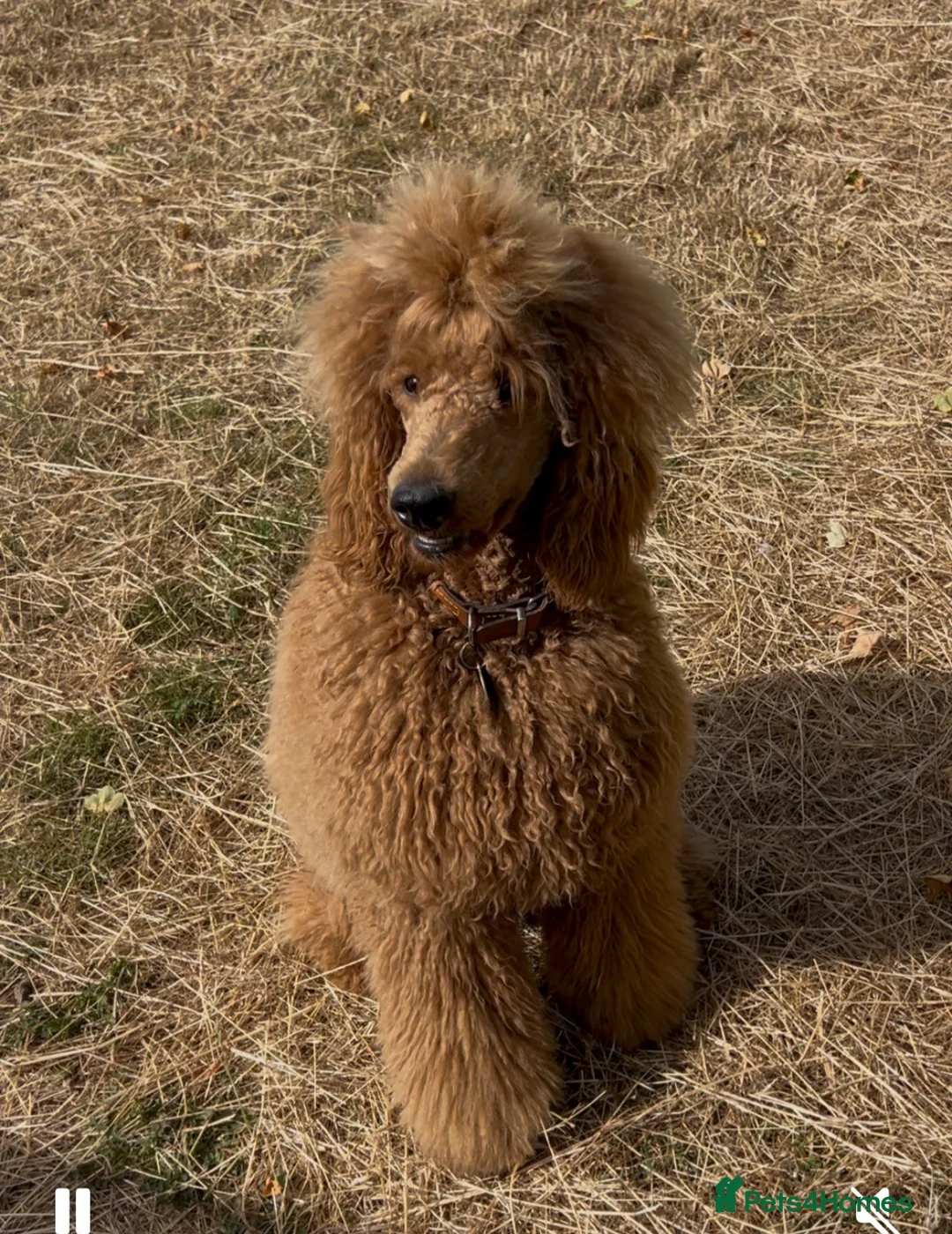 Standard Poodle dogs for sale: Exceptional Standard Poodle Puppies  - Advert 1