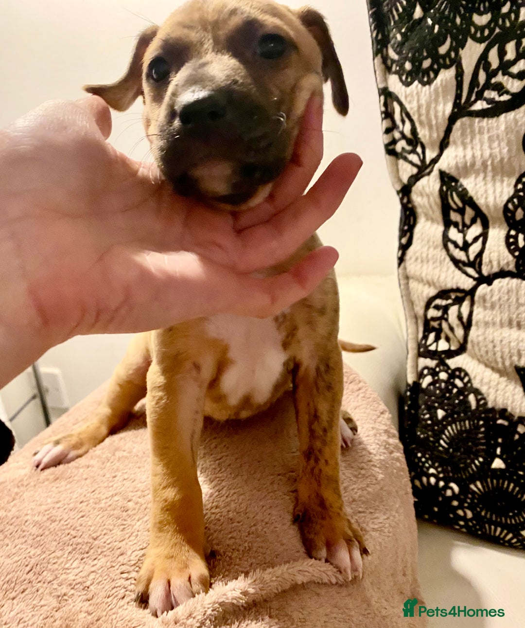 Lurcher dogs for sale: Fantastic bred lurcher puppies. Bull x - Advert 7