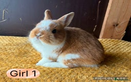 Netherland Dwarf rabbits for sale: Stunning well handled Netherland dwarves  - Image 1