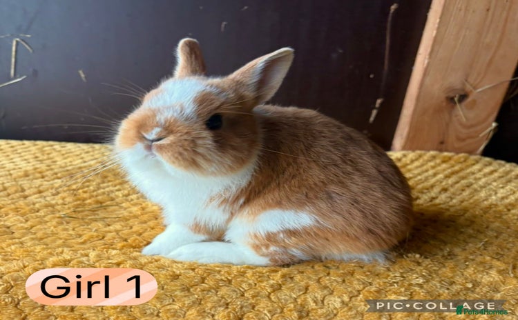 Netherland Dwarf rabbits - Advert 1