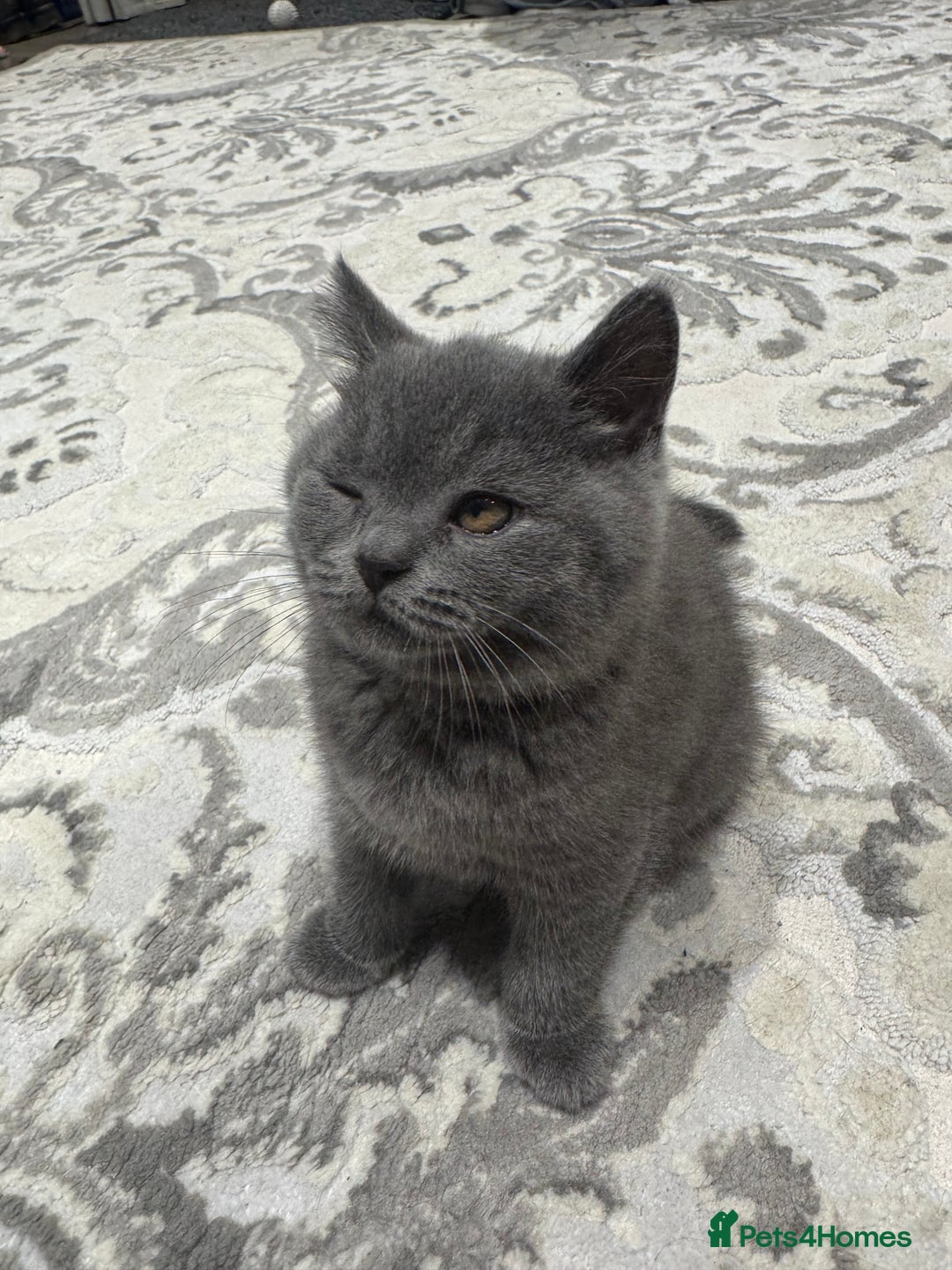 British Shorthair cats for sale: British Shorthair kittens - Advert 9