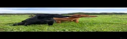 Labrador Retriever dogs for sale: KC Labrador puppies  - Advert 5