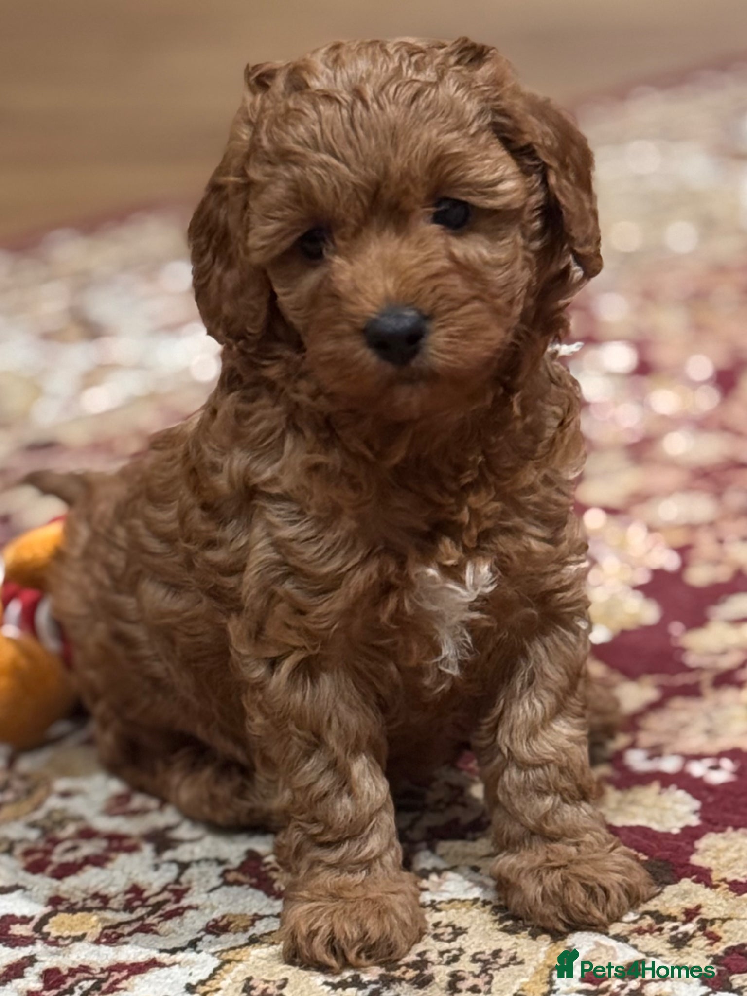 Cavapoo dogs Exceptional Pups Raised by a Professional Trainer. - Advert 1