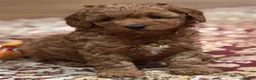 Cavapoo dogs for sale: Exceptional Pups Raised by a Professional Trainer. - Advert 6