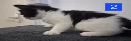Domestic Shorthair cats for sale: TUXEDO KITTENS  - Advert 8