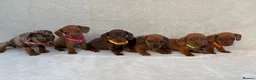 Miniature Dachshund dogs for sale: Dachshund puppies 3 boys 3 girls KC registered - Advert 8