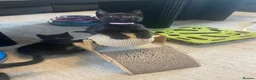 Mixed Breed cats for sale: 🐾 6 LOVELY, FRIENDLY KITTENS – 5 BOYS & 1 GIRL 🐾 - Advert 11