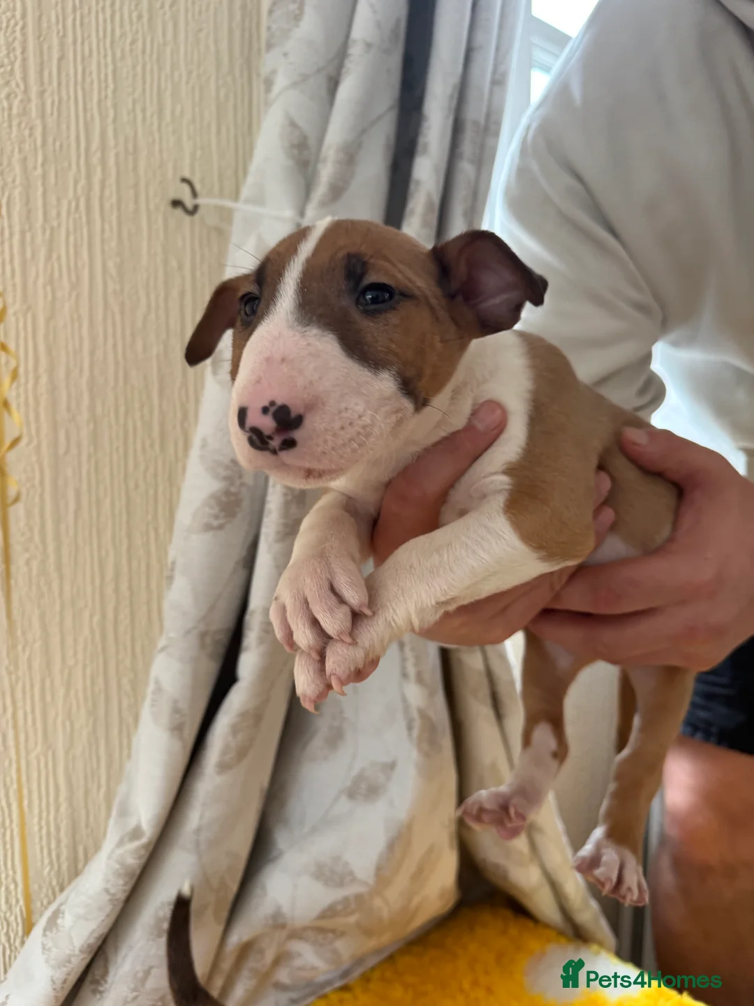 Bull Terrier dogs for sale: Stunning KC Registered 5* Bull Terrier Pups - Advert 15