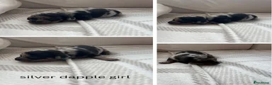 Miniature Dachshund Puppy 7