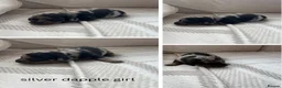 Miniature Dachshund dogs for sale: Beautiful miniature dachshund puppy’s  - Advert 6