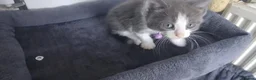 Mixed Breed cats for sale: 5 cuties looking for new forever homes - Advert 24