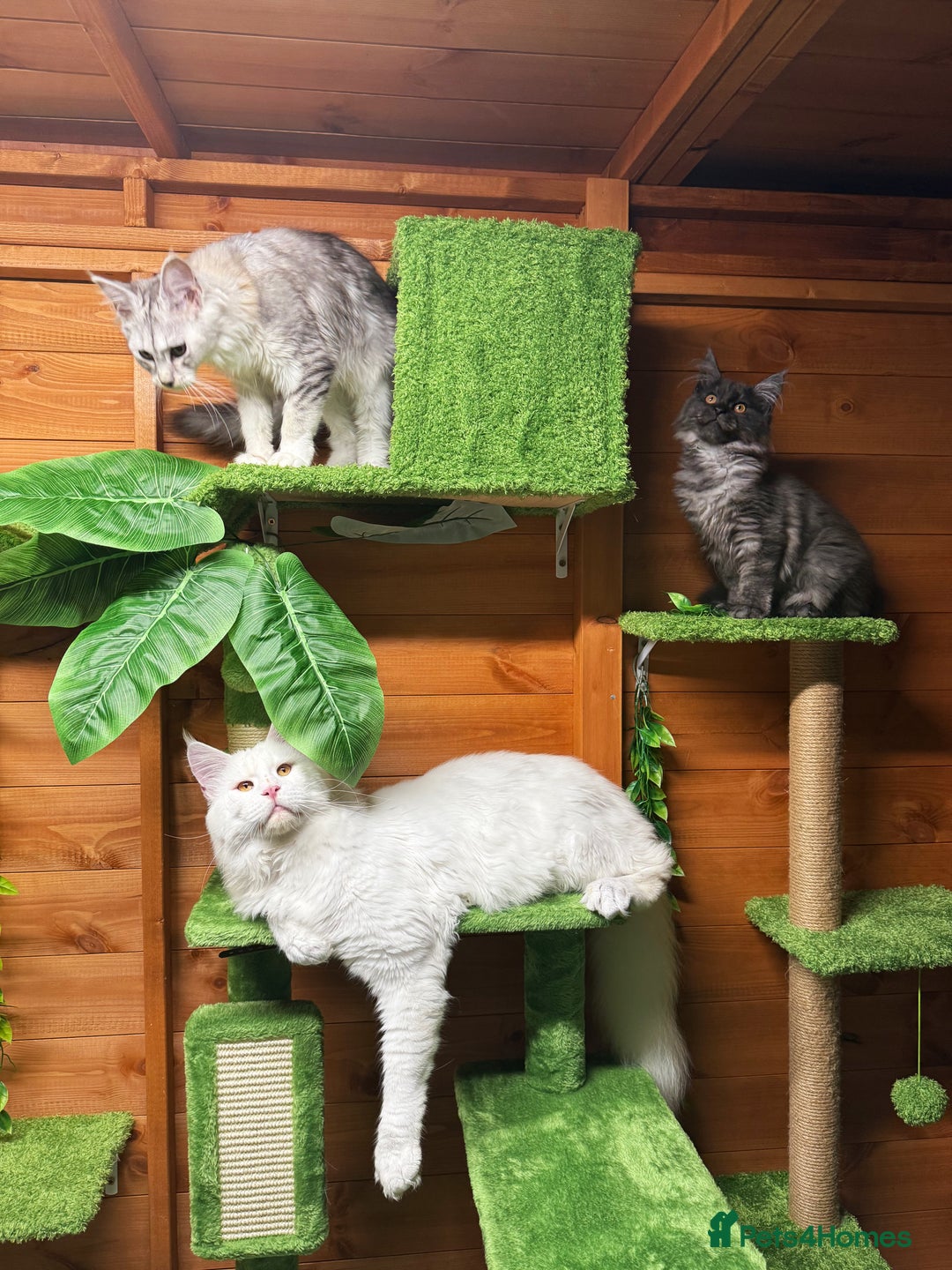 Maine Coon cats for sale: ANDERPRIDE HAVE KITTENS- INTEREST  OPEN  - Image 18