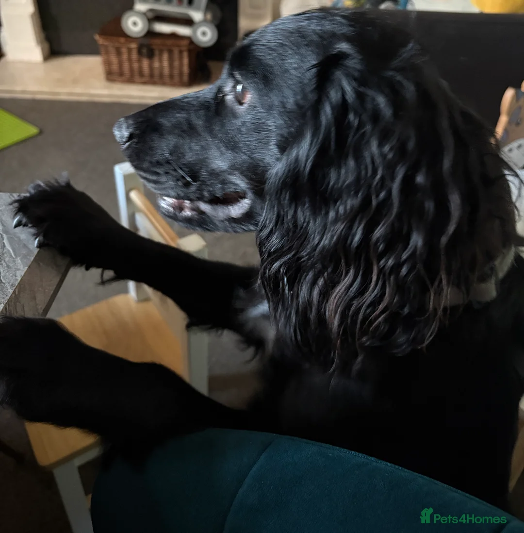 Cocker Spaniel dogs for sale: Cocker spaniel - Advert 5