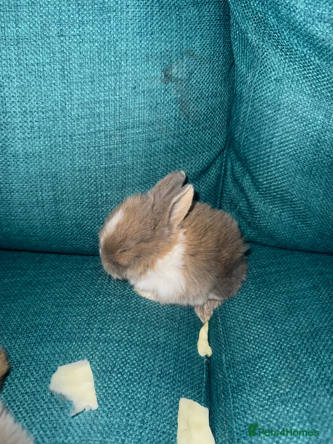 Mixed Breed rabbits for sale: Mini lop bunnies  in Winchester - Advert 2