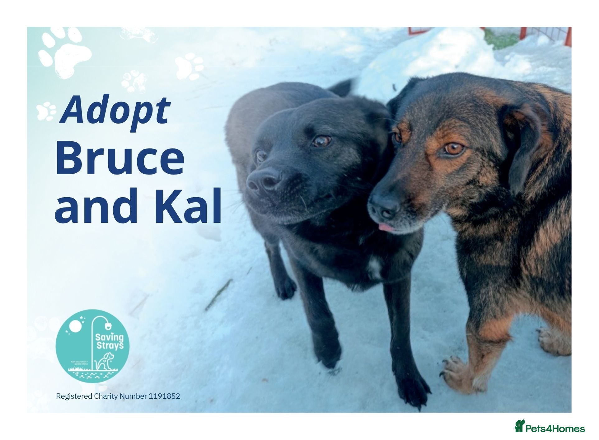 Mixed Breed dogs Bruce & Kal - Advert 1