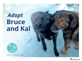 Mixed Breed dogs Bruce & Kal - Advert 1