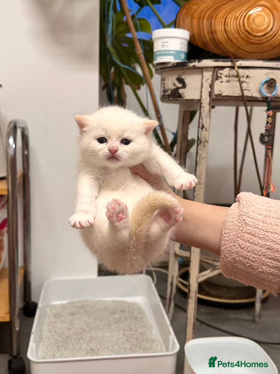 British Shorthair cats for sale: Adorable golden kittens - Advert 22