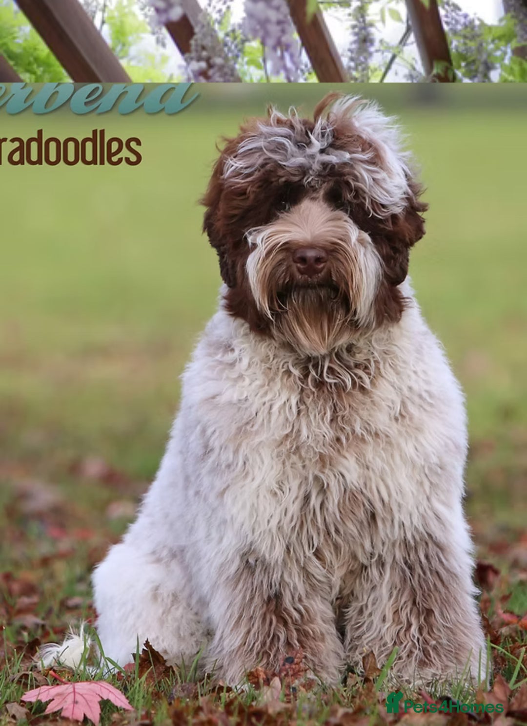 Australian Labradoodle dogs for sale: WALA Registered Australian Labradoodle Puppies - Advert 4