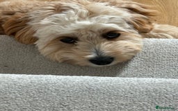 Cavapoo dogs for sale: 8 month old Cavapoo F1 - Image 2