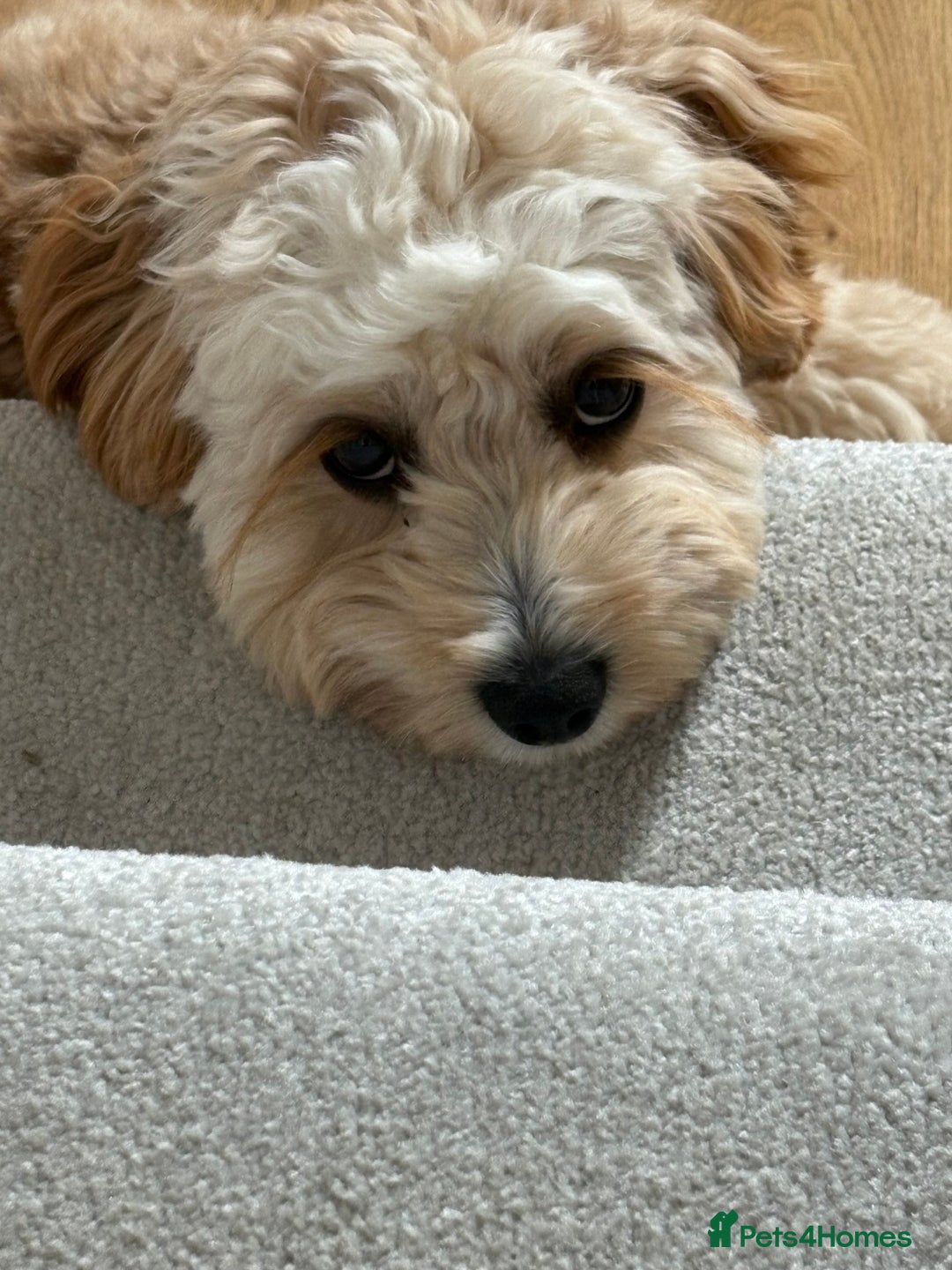Cavapoo dogs for sale: 8 month old Cavapoo F1 - Image 2