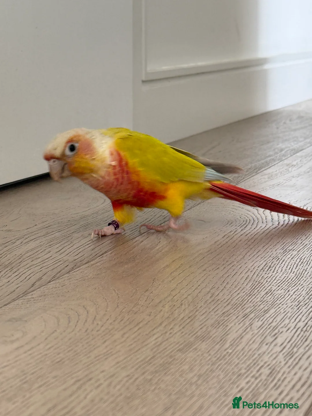 Conures birds for sale:   Pineapple Green-cheek Conure for Rehoming  - Advert 7