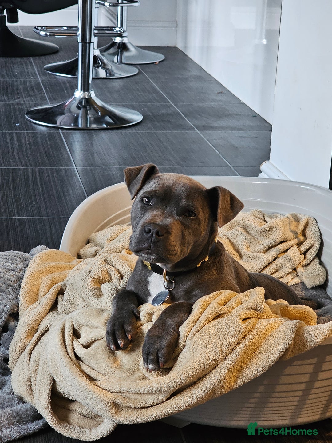 Staffordshire Bull Terrier dogs for sale: Royal blue full pedigree staff - Image 7