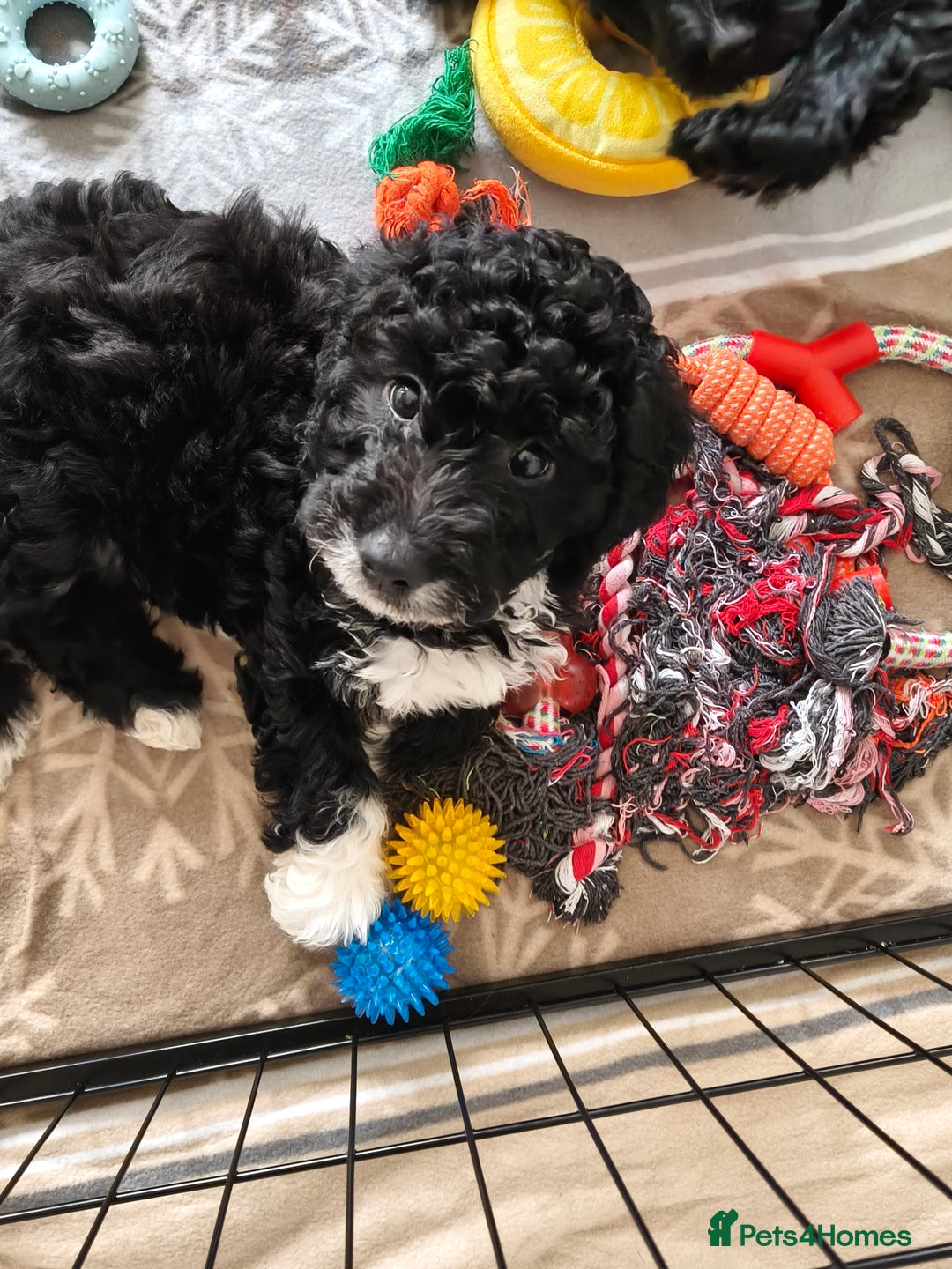 Cockapoo dogs for sale: F1b Cockapoo Puppies Last 3 Available – Ready Now. - Advert 24