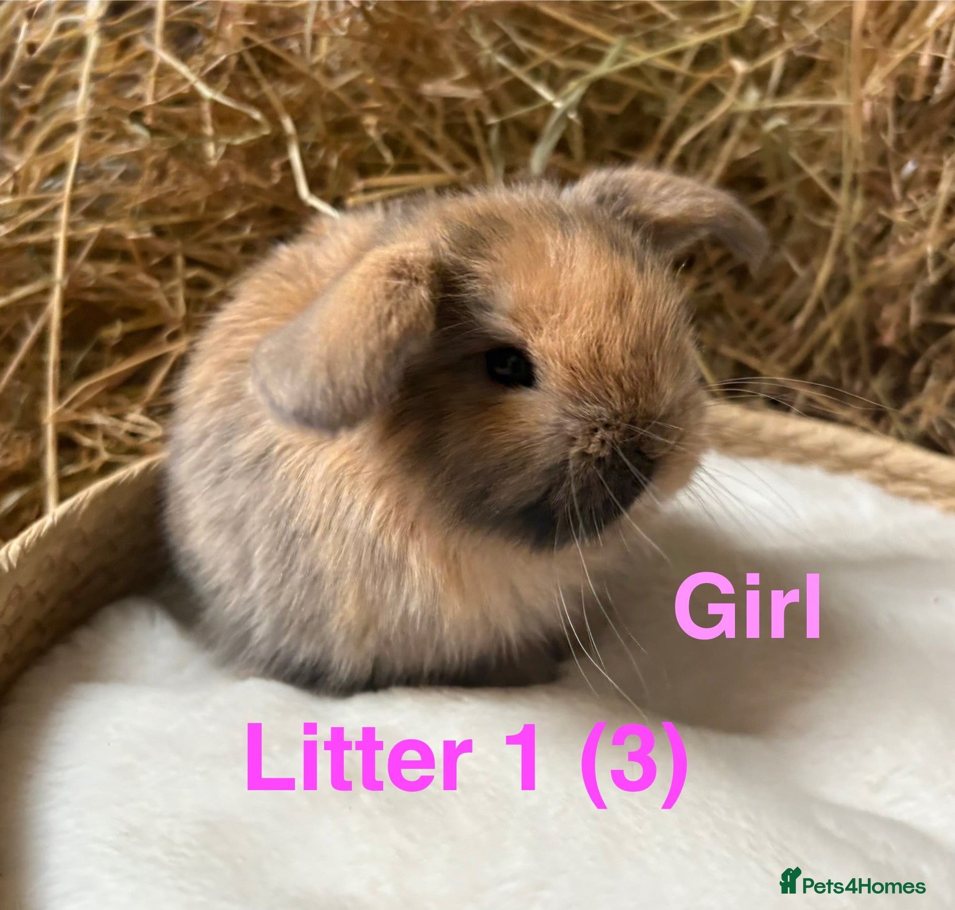 Mini Lop rabbits Mini lops for sale - Advert 6