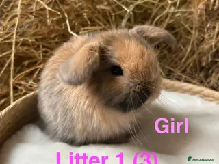 Mini Lop rabbits Mini lops for sale - Advert 6