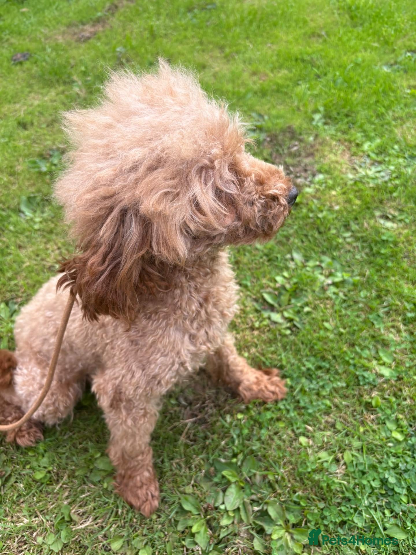 Toy Poodle dogs Toy poodle for stud proven  - Advert 5
