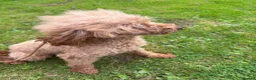 Toy Poodle dogs for stud: Toy poodle for stud proven  - Advert 1