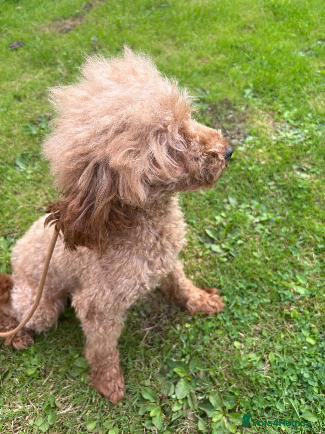 Toy Poodle dogs for stud: Toy poodle for stud proven  - Advert 1