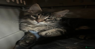 Maine Coon cats - Advert 6