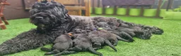 Russian Black Terrier dogs for sale: 🐾 RUSSIAN BLACK TERRIER PUPPIES 🐾 - Advert 3
