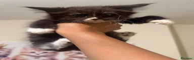 Felix male