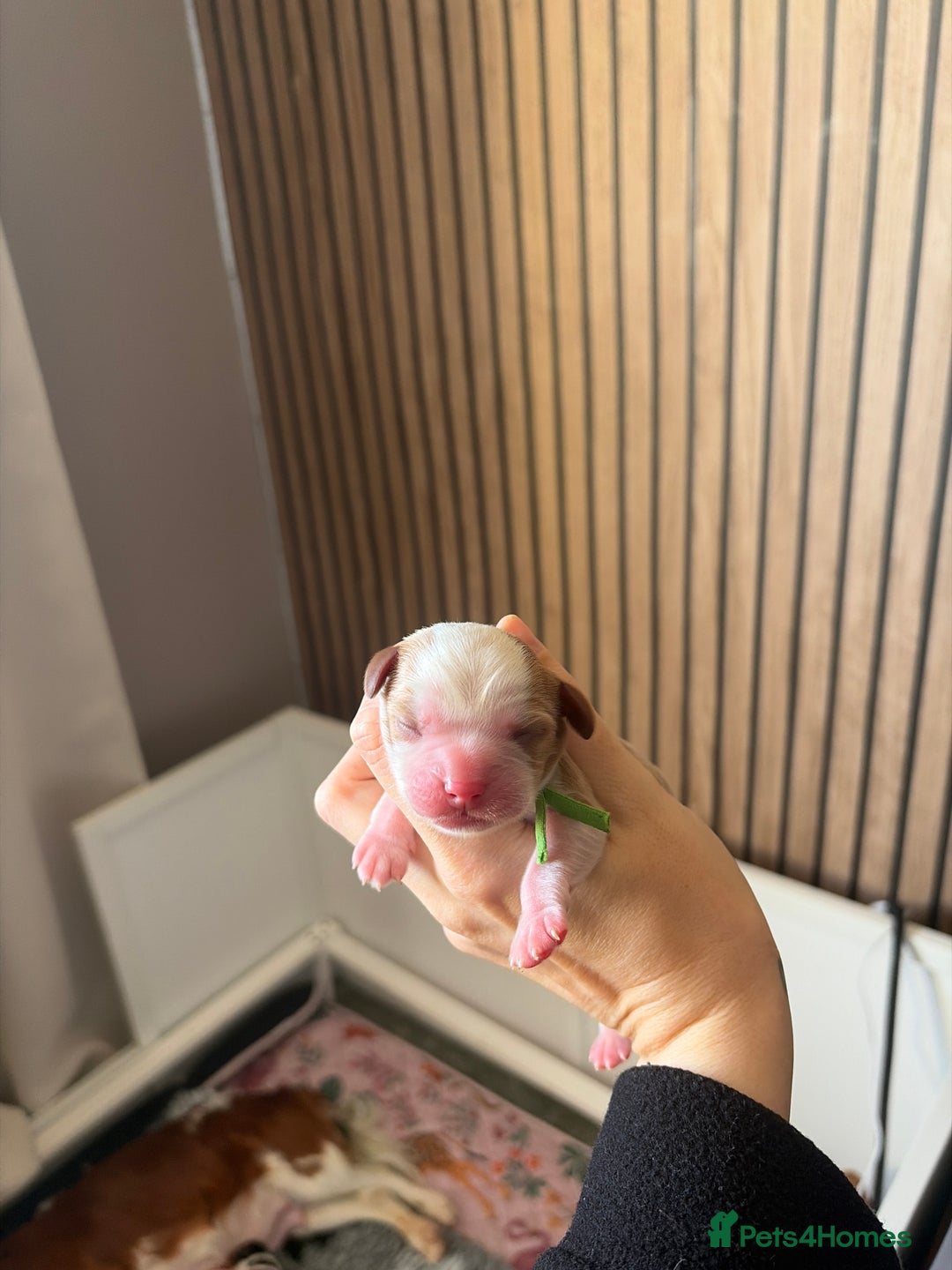 Cavalier King Charles Spaniel dogs for sale: Beautiful KC Registered Cavalier King Charles Pups - Advert 20