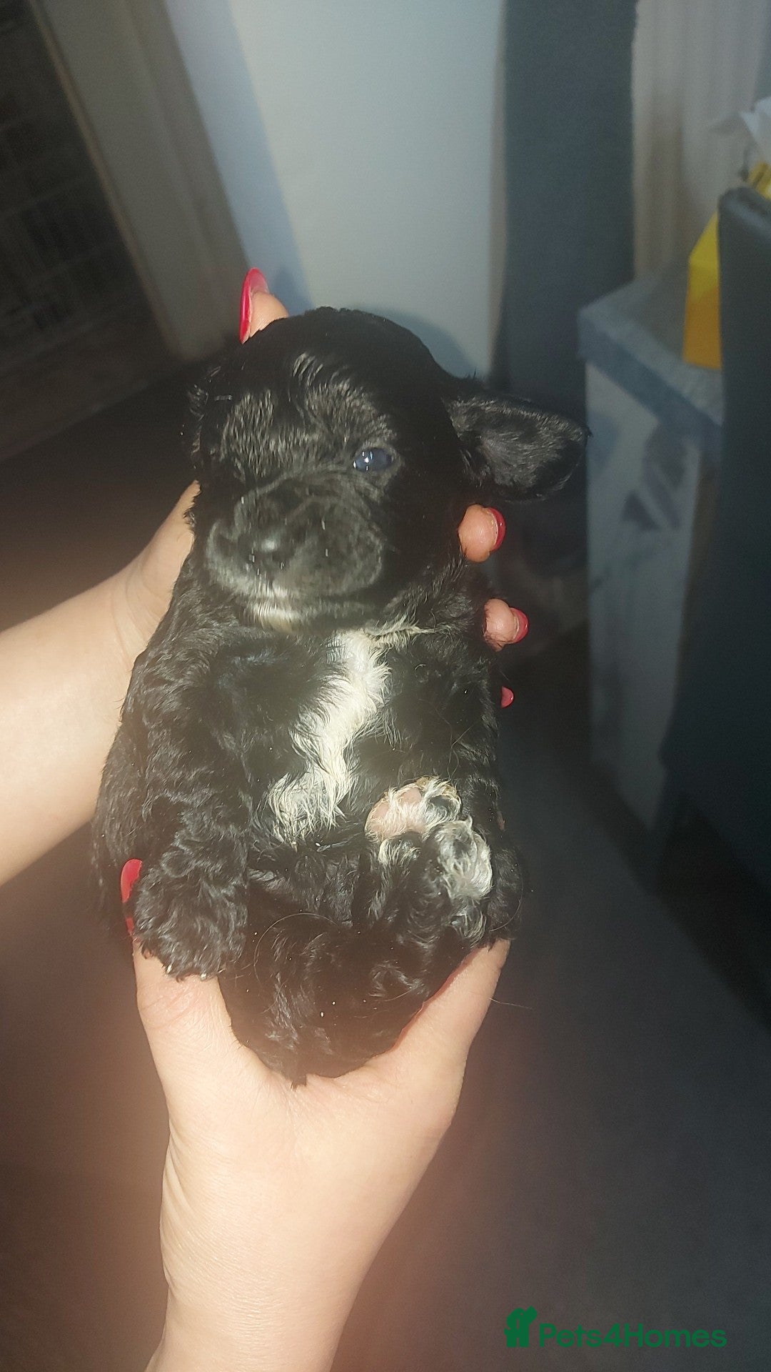 Cavapoo dogs for sale: F1 Cavapoo puppies  - Advert 9