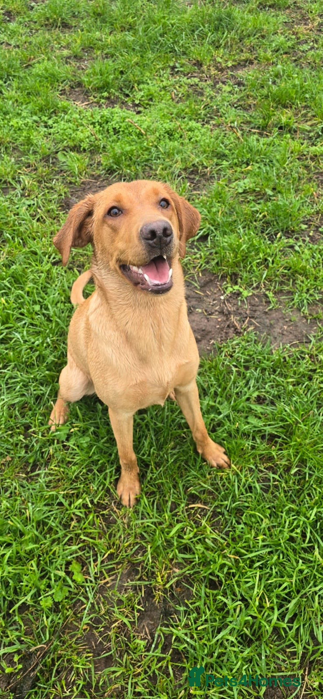 Labrador Retriever dogs for sale: Rosie - red fox lab - Advert 1