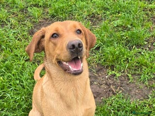 Labrador Retriever dogs Rosie - red fox lab - Advert 1