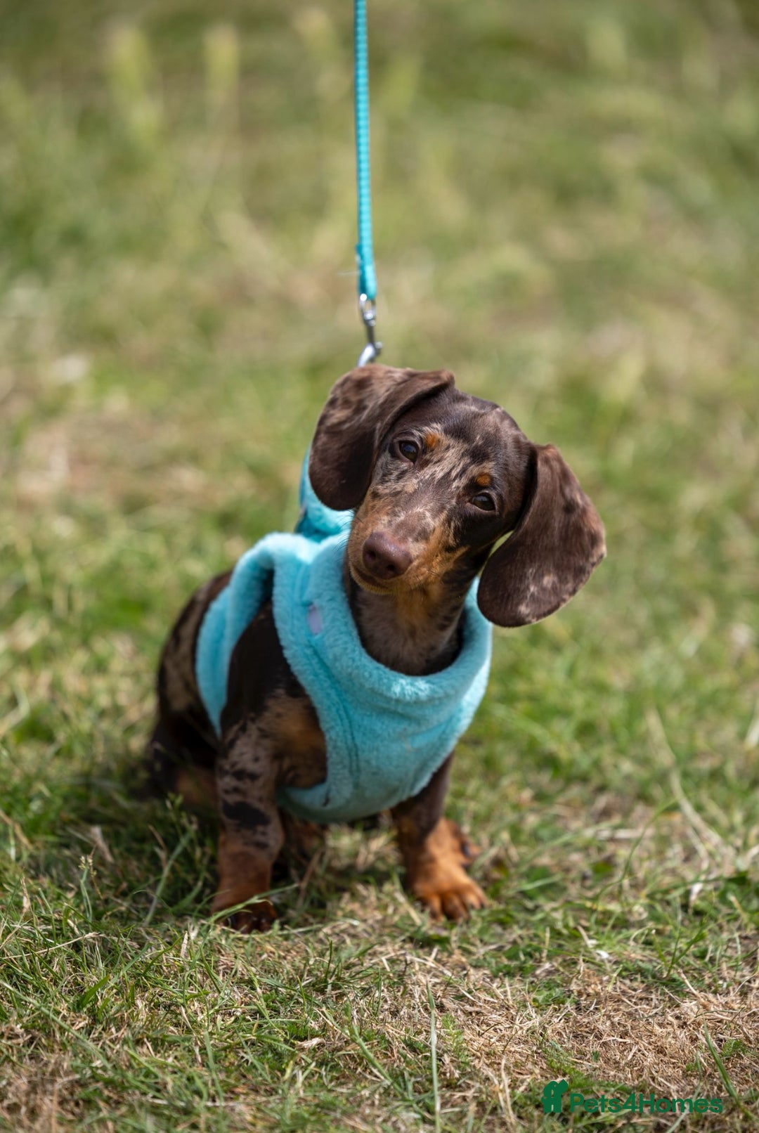 Miniature Dachshund dogs for stud: CHOCOLATE AND TAN DAPPLE CARRYING PINK - Image 2